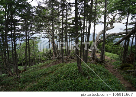 Near the summit of Sanno Hoshiyama 2077m, Oku-Nikko, Tochigi Prefecture 106911667