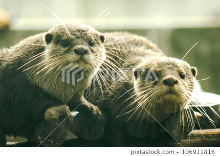 The small-clawed otter is a mammal. Live in water like to live in herds for food. 106911816