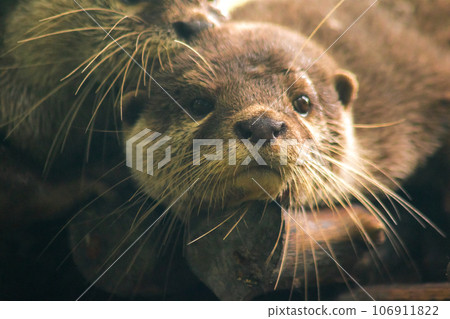 The small-clawed otter is a mammal. Live in water like to live in herds for food. The small-clawed otter is a mammal. Live in water like to live in herds for food. 106911822