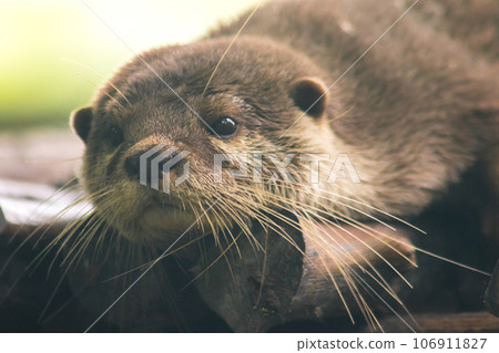 The small-clawed otter is a mammal. Live in water like to live in herds for food. 106911827