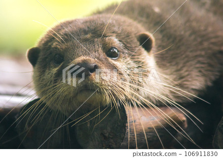 The small-clawed otter is a mammal. Live in water like to live in herds for food. The small-clawed otter is a mammal. Live in water like to live in herds for food. 106911830