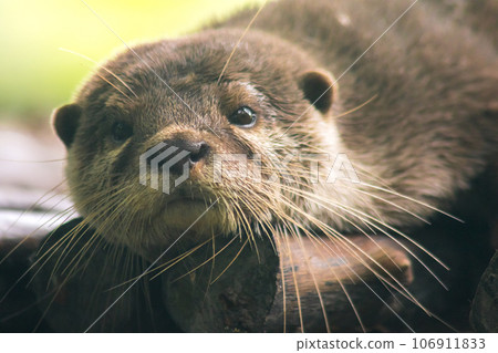 The small-clawed otter is a mammal. Live in water like to live in herds for food. The small-clawed otter is a mammal. Live in water like to live in herds for food. 106911833