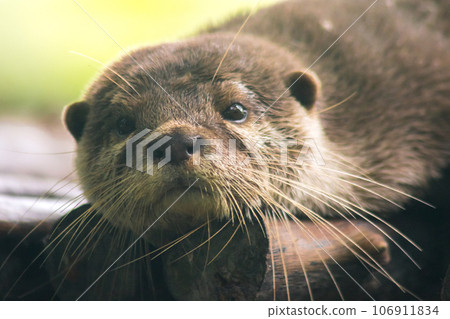 The small-clawed otter is a mammal. Live in water like to live in herds for food. The small-clawed otter is a mammal. Live in water like to live in herds for food. 106911834