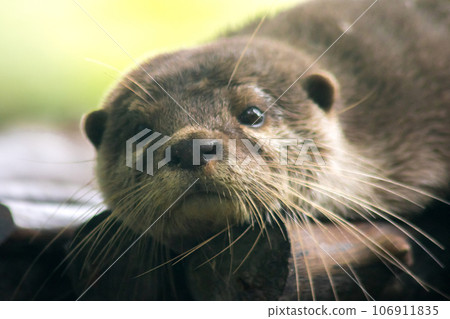 The small-clawed otter is a mammal. Live in water like to live in herds for food. The small-clawed otter is a mammal. Live in water like to live in herds for food. 106911835