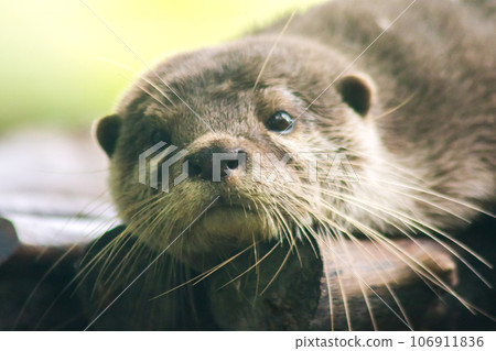 The small-clawed otter is a mammal. Live in water like to live in herds for food. The small-clawed otter is a mammal. Live in water like to live in herds for food. 106911836