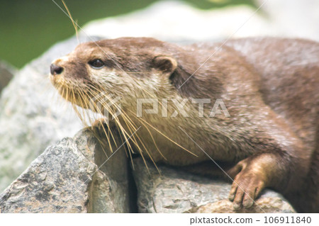 The small-clawed otter is a mammal. Live in water like to live in herds for food. The small-clawed otter is a mammal. Live in water like to live in herds for food. 106911840