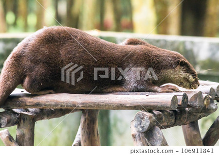 The small-clawed otter is a mammal. Live in water like to live in herds for food. 106911841