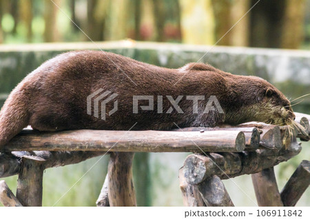 The small-clawed otter is a mammal. Live in water like to live in herds for food. The small-clawed otter is a mammal. Live in water like to live in herds for food. 106911842