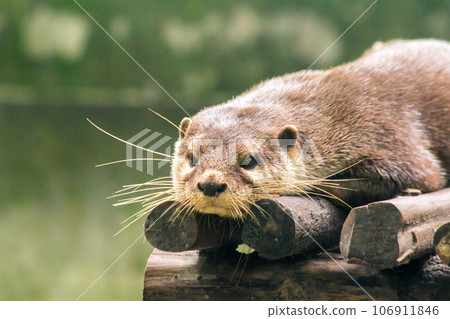 The small-clawed otter is a mammal. Live in water like to live in herds for food. The small-clawed otter is a mammal. Live in water like to live in herds for food. 106911846
