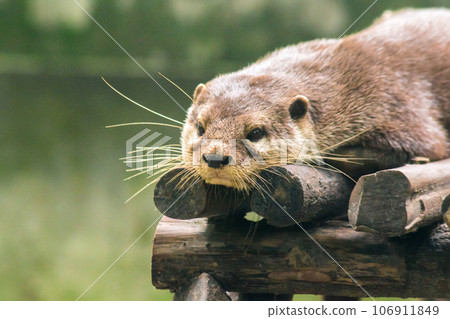The small-clawed otter is a mammal. Live in water like to live in herds for food. The small-clawed otter is a mammal. Live in water like to live in herds for food. 106911849