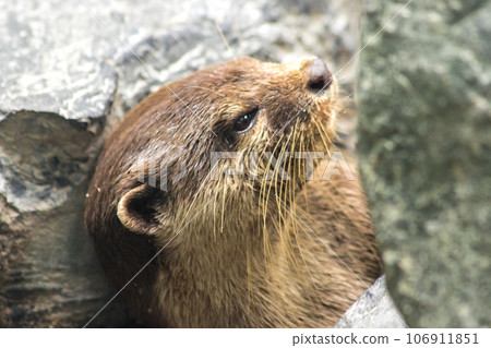 The small-clawed otter is a mammal. Live in water like to live in herds for food. The small-clawed otter is a mammal. Live in water like to live in herds for food. 106911851