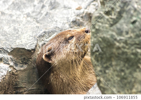 The small-clawed otter is a mammal. Live in water like to live in herds for food. The small-clawed otter is a mammal. Live in water like to live in herds for food. 106911855