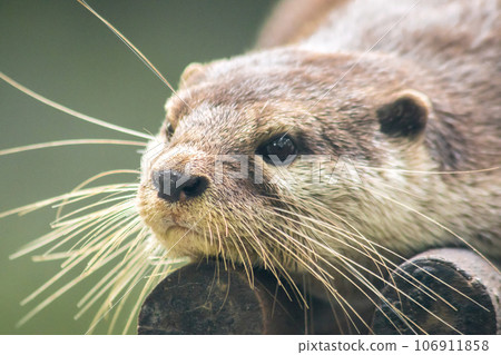 The small-clawed otter is a mammal. Live in water like to live in herds for food. The small-clawed otter is a mammal. Live in water like to live in herds for food. 106911858