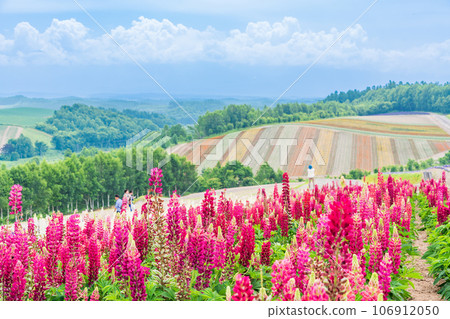 (Hokkaido) Biei/Shikisai no Oka Colorful flower garden 106912050