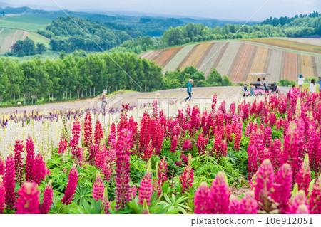 （北海道）美瑛/四季彩之丘 色彩繽紛的花園 106912051