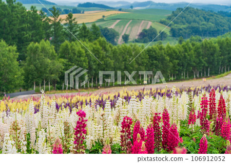 (Hokkaido) Biei/Shikisai no Oka Colorful flower garden 106912052