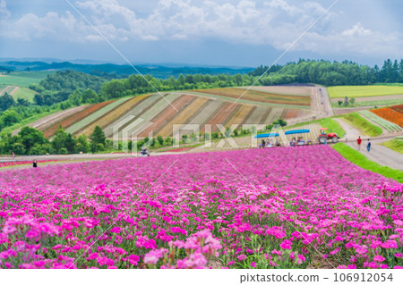 (Hokkaido) Biei/Shikisai no Oka Colorful flower garden 106912054