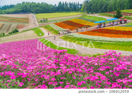 (Hokkaido) Biei/Shikisai no Oka Colorful flower garden 106912059