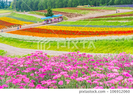 （北海道）美瑛/四季彩之丘 色彩繽紛的花園 106912060