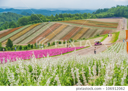 (Hokkaido) Biei/Shikisai no Oka Colorful flower garden 106912062