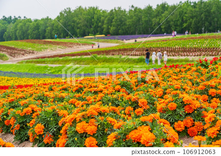 (Hokkaido) Biei/Shikisai no Oka Colorful flower garden 106912063