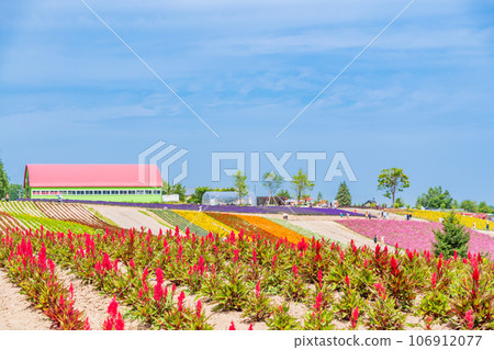 (Hokkaido) Biei/Shikisai no Oka Colorful flower garden 106912077