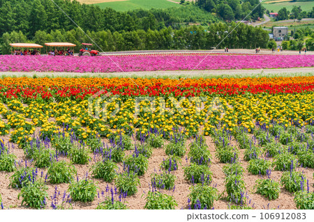（北海道）美瑛/四季彩之丘 色彩繽紛的花園 106912083