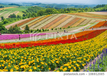 (Hokkaido) Biei/Shikisai no Oka Colorful flower garden 106912085