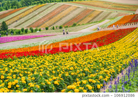(Hokkaido) Biei/Shikisai no Oka Colorful flower garden 106912086