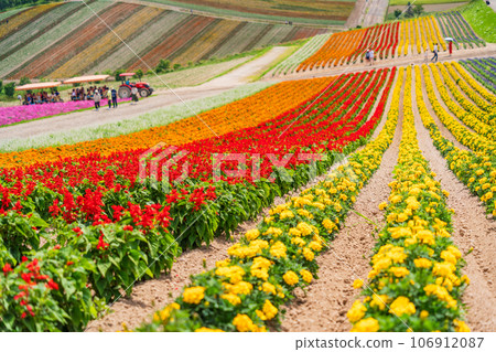 (Hokkaido) Biei/Shikisai no Oka Colorful flower garden 106912087
