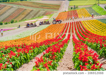 (Hokkaido) Biei/Shikisai no Oka Colorful flower garden (Hokkaido) Biei/Shikisai no Oka Colorful flower garden 106912088