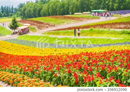 (Hokkaido) Biei/Shikisai no Oka Colorful flower garden (Hokkaido) Biei/Shikisai no Oka Colorful flower garden 106912090