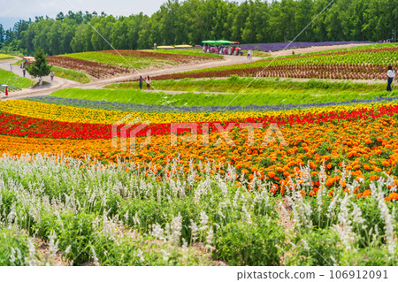 (北海道)美瑛/四季彩之丘 色彩繽紛的花園 (北海道)美瑛/四季彩之丘 色彩繽紛的花園 106912091