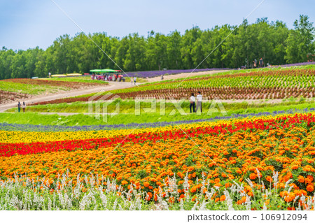 (Hokkaido) Biei/Shikisai no Oka Colorful flower garden 106912094