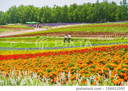 （北海道）美瑛/四季彩之丘 色彩繽紛的花園 106912095
