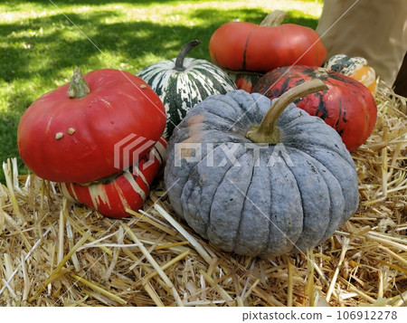 Gray pumpkin and several orange pumpkins on straw. Botanical variety of pumpkins. Vegetables zucchini and squash. Halloween symbol. Autumn harvest. Allhalloween, All Hallows Eve, or All Saints Eve Gray pumpkin and several orange pumpkins on straw. Botanical variety of pumpkins. Vegetables zucchini and squash. Halloween symbol. Autumn harvest. Allhalloween, All Hallows Eve, or All Saints Eve 106912278