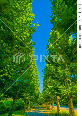Fresh green tree-lined avenue Fresh green tree-lined avenue 106912321