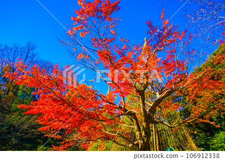 image of bright autumn leaves 106912338