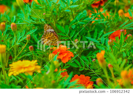 Mary gold and butterfly 106912342