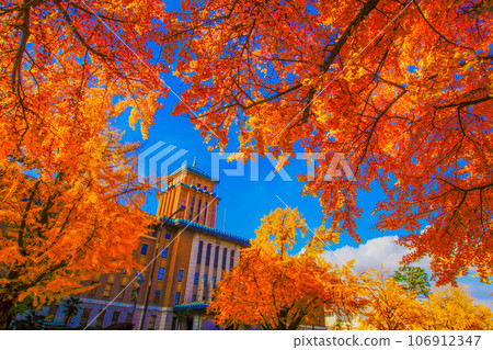 日本大通(橫濱市)的秋葉 日本大通(橫濱市)的秋葉 106912347