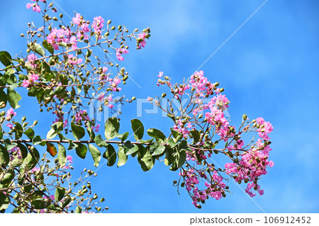 Flower of crape mybs Flower of crape mybs 106912452