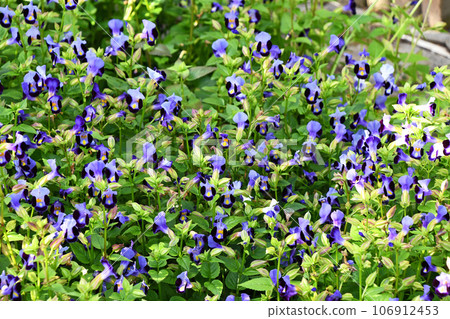 Torenia growing in clusters 106912453