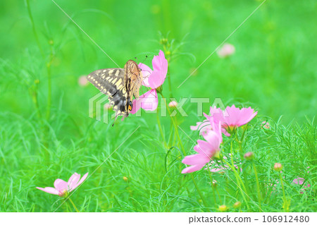 波斯菊花和燕尾蝶 波斯菊花和燕尾蝶 106912480