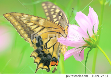 Cosmos flowers and swallowtail butterflies Cosmos flowers and swallowtail butterflies 106912481