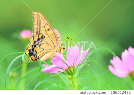 Cosmos flowers and swallowtail butterflies Cosmos flowers and swallowtail butterflies 106912482