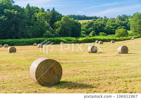 山坡草卷 106912867