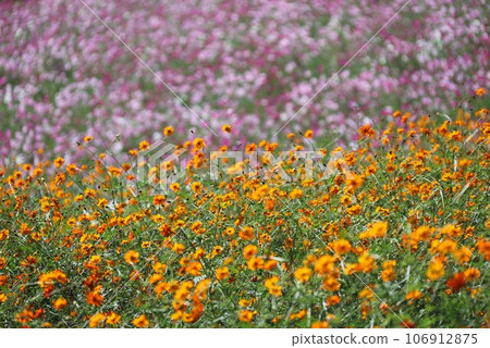 [With video] Cosmos flowers 106912875