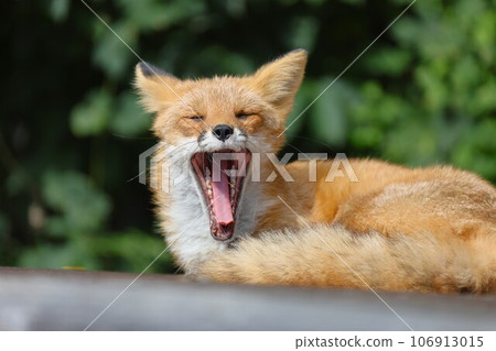 Kita fox Kita fox 106913015
