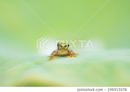 日本樹蛙、日本雨蛙、Dryophytes japonicus、荷葉蛙、青蛙季節 106913076