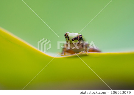 Japanese tree frog, Japanese rain frog, Dryophytes japonicus, lotus leaf frog, frog season Japanese tree frog, Japanese rain frog, Dryophytes japonicus, lotus leaf frog, frog season 106913079